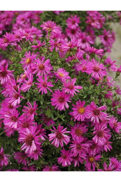 Астра кустовая Старлайт соцветия